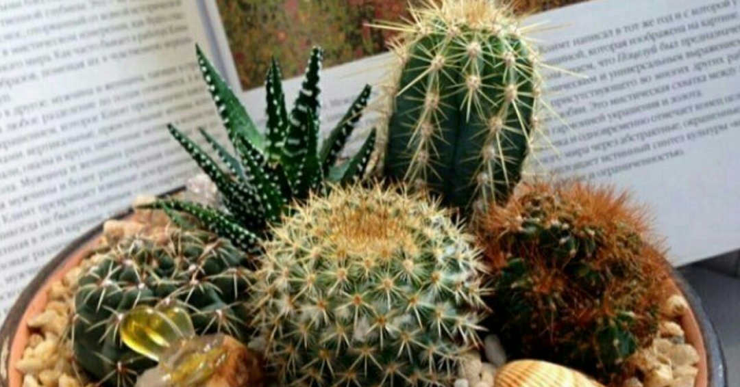 اطلاعاتی مفید در رابطه با خانواده کاکتوسها