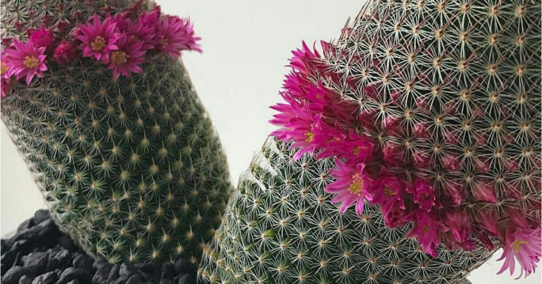 رشد کاکتوس2