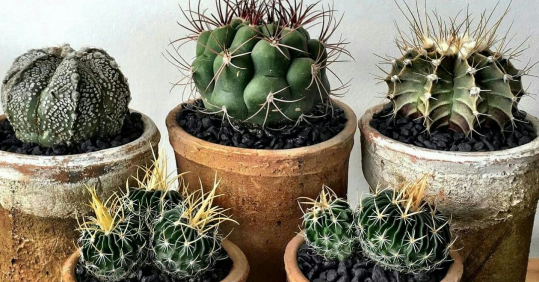 رشد کاکتوس3