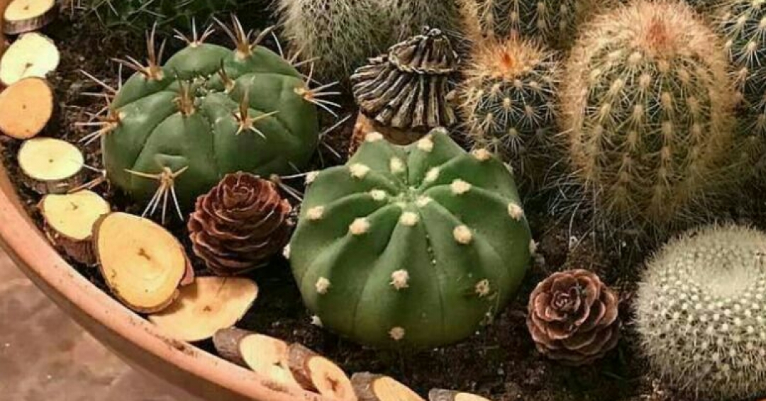 رشد کاکتوس4