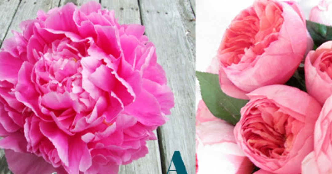 آشنایی با گیاهان آپارتمانی