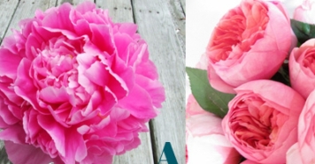 آشنایی با گیاهان آپارتمانی