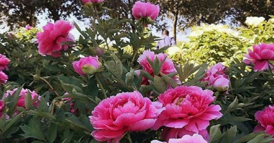 آشنایی با گیاهان آپارتمانی
