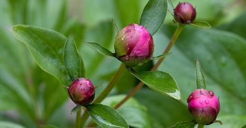 آشنایی با گیاهان آپارتمانی