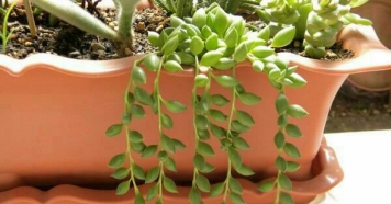 آشنایی با خانواده ساکولنت ها و کاکتوس ها